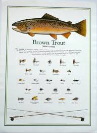 Prints on high quality matte 110lb 8 1/2 x 11 card stock paper. Brown Trout Fly Fishing Print Poster Ebay