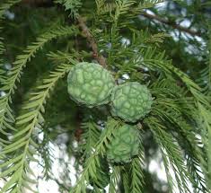 Image result for Taxodium