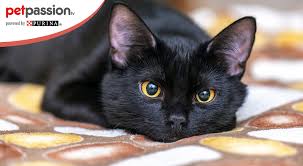 › giornata del gatto nero: Gatto Nero Day Il Giorno Per I Mici Neri Petpassion