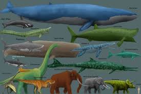 Check spelling or type a new query. Largest Animal On Earth Compared To Other Large Animals Throughout Time And A Human I Thought The T Rex Was Bigger Than That Big Animals Animals Megafauna