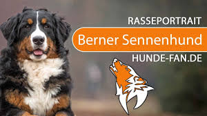 Die berner stammen aus den schweizer bergen und können auf hunde zurückgreifen, die als viehzüchter und. Berner Sennenhund 2020 Charakter Wesen Hunde Fan De