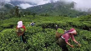 Tea plantations in india (tilt shift lens). Tea Production Dates Declared For Quality Check Telegraph India