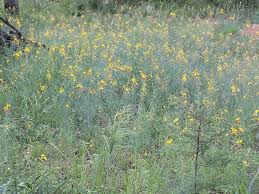 Image result for Cleome angustifolia