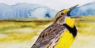 Birds Of Southern Illinois Book Book Corner 100 Years Of Illinois Birds Featured Book Corners Birds Coloring Books