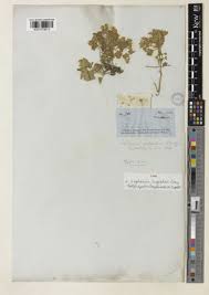 Image result for Maerua descampsii