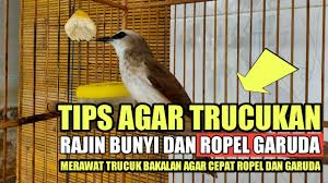 Maybe you would like to learn more about one of these? Download Perawatan Harian Burung Trucukan Bakalan Agar Cepa