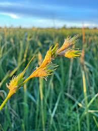Image result for Carex sp.no.1