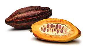 Jun 08, 2020 · cupuaçu (theobroma grandiflorum), also known as cupuassu, is related to the cacao tree (1, 2).native to the amazon, this tree grows up to 65 feet (20 meters) high. Cacao Chocolate Tree