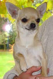 Chihuahua Dog Breed Puppies Chihuahua Dogs Cute Chihuahua Dog Breeds