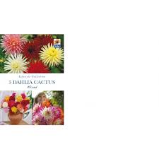 Find cactus mix from a vast selection of other plants, seeds & bulbs. Flower Bulb Dahlia Cactus Mix 3pk David Neill Mica
