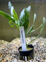 Image result for Hygrophila cataractae