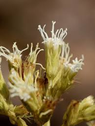 Image result for Stomatanthes