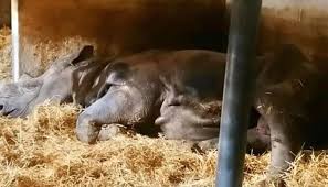 , بحث حول الترث الجزائري باللغة الفرنسية , موضوع عن التراث الجزائري بالفرنسية. Ø¨Ø¹Ø¯ ÙˆÙØ§Ø© ÙˆØ­ÙŠØ¯ Ù‚Ø±Ù† Ù†Ø§Ø¯Ø± Ù…Ù† Ø§Ù„Ø¬ÙˆØ¹ Ø¨ÙØ±Ù†Ø³Ø§ Ù…Ù†Ø¸Ù…Ø© ØªØ¹Ø±Ø¶ Ø´Ø±Ø§Ø¡ Ø­Ø¯ÙŠÙ‚Ø© Ø§Ù„Ø­ÙŠÙˆØ§Ù†