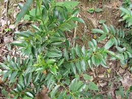 Image result for Pentaphylacaceae