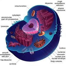 Maybe you would like to learn more about one of these? 10 Interesting Animal Cell Facts My Interesting Facts