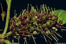 Image result for Hymenodictyon