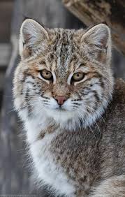 N A T U R E B L O G In 2020 Cats Beautiful Cats Animals Wild