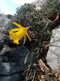 Rush daffodil, is a bulbous flowering plant, a species of narcissus (daffodil) that is native to spain and portugal, but has now become natural. Wild Daffodil Narcissus Pseudonarcissus Inaturalist