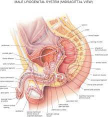 Male anatomy diagram human body organs download clip art on rhclipartlibrarycom male. Male Reproductive System Anatomy Anatomy Drawing Diagram