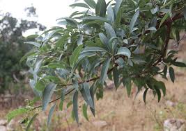 Image result for Ficus pygmaea