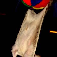 Glidergossip How Can I Tell If My Lil Girl Is Pregnant