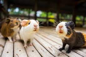 Should I Get A Hamster Or Guinea Pig