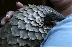 This means that in 2018 the weight of a shipment containing pangolin scales averages at under ¾ of a tonne, compared to around 200 kg in 2014. Rare Pangolins Languish In China Wildlife Rescue System
