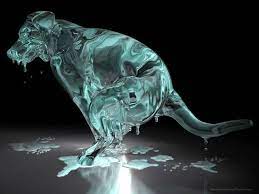 Wet Dog Dog Wallpaper Animal Wallpaper Background Hd Wallpaper