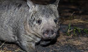Image result for Southern hairy-nosed wombat