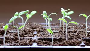 seed starting faqs how to start seeds gardeners supply