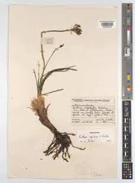 Image result for Bulbine capitata