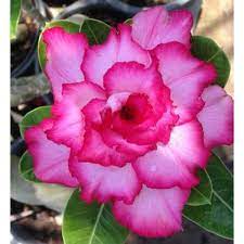 Pin On Adenium Desert Rose Flowers