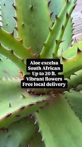 Image result for Aloe excelsa