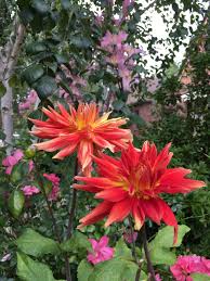 Lot of flowers stock photo. Lots Of Flowers In A Small City Lot Finegardening