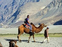 Ten fascinating bactrian camel facts. Bactrian Camel Wikiwand
