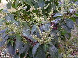 Image result for Ocimum