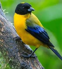 Pin On Birds Thraupidae Group 2 Typical Colorful Tanagers