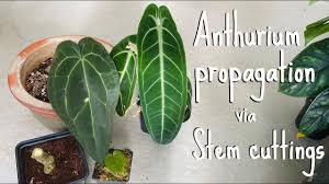In four to five weeks the plant should develop roots and can be transferred to pots. Anthurium Propagation Stem Cuttings Youtube
