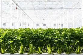 Check spelling or type a new query. A Grower S Guide To Greater Yields More Harvests And Higher Profits Current