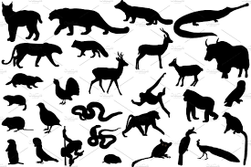 Animals Of Asia Collection Of Silhouettes Of Animals Living In The Territory Of Asia Deer Antelope Gazelle Crocodile Parrot Amur Leopard Animals Baboon
