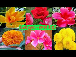 Check spelling or type a new query. à°ª à°µ à°µ à°² à°µ à° à°ª à°° à°² Names Of Flowers With Pictures In Telugu Akki S Kitchen Vlogs Youtube