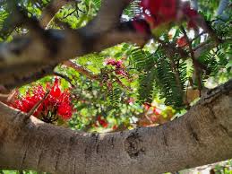 Image result for Schotia afra