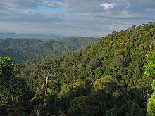 It was established in 1938/1939 as the king george v national park after theodore hubback lobbied the sultans of pahang, terengganu and kelantan to set aside a piece of land that covers the three states for the creation of a protected area. Taman Negara Wikipedia