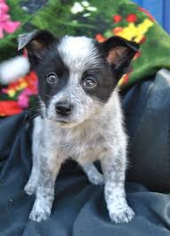 Hello I M Riley I Have Come To The Noosa Rspca With The Rest Of My Sweet Siblings As Lonely Lost Puppies With Lots Of Love Traini Cattle Dog Fleas Adoption