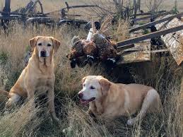 Desert rose yorkies baker city, or. Mn Pointing Labs Of Center City Minnesota Labrador Retriever Breeders Gun Dog Breeders