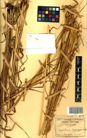 Image result for Hyparrhenia nyassae