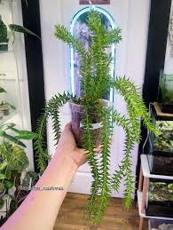 Image result for Huperzia bampsiana