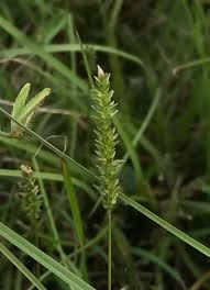 Image result for Sacciolepis indica