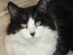 We recommend taking a walk around. Long Haired Black And White Cat By Roseann Riggi Knudson