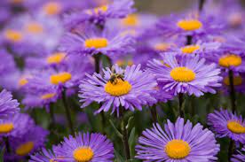 So you need to know what to plant in your yard that will add lots of color and beauty. 10 Flowers To Plant Right Now Networx